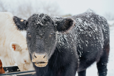 Snow on the Ranch