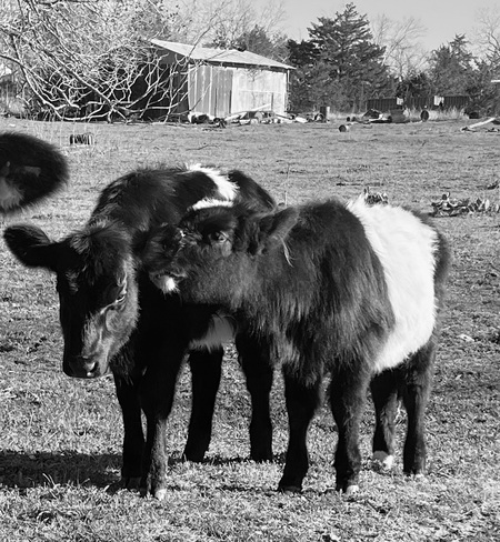 Cow Buddies