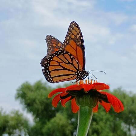 A Butterfly Named Mackenzie : Taken by C. Sheek at the Alief Community Garden