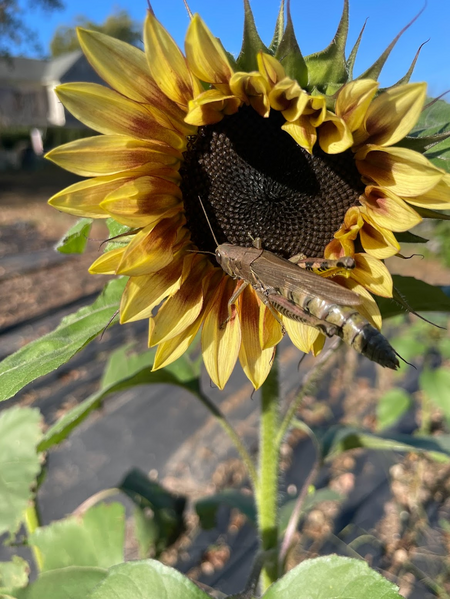 The Lazy Grasshopper