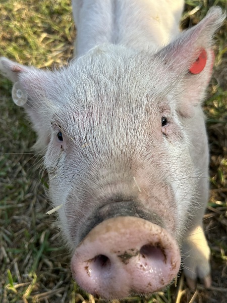 Brandy the pig