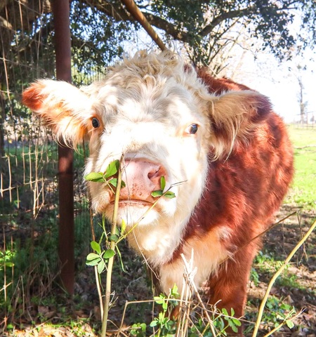 Cuddle cattle