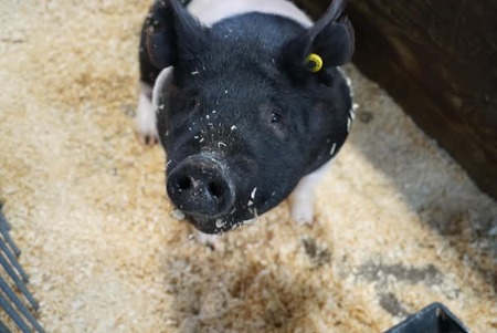 Precious Piggy