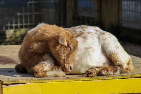 Sleeping goat