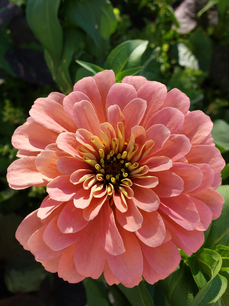 Beauty in Bloom