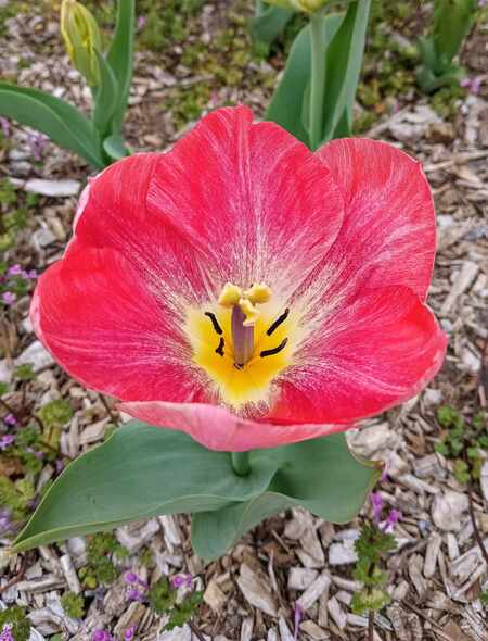 Poppin Poppy