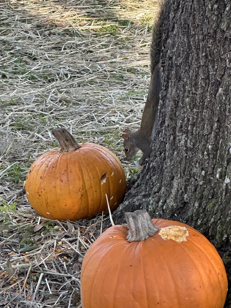 PUMPKIN SNATCHER 