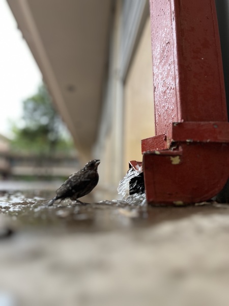 Bob The Bird
