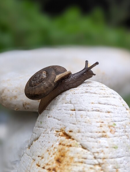 Slow