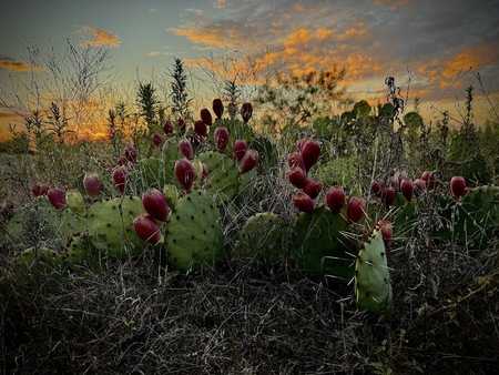 Prickly Pear at Sunset