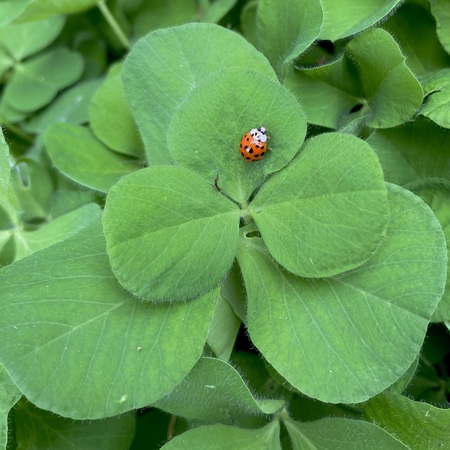 Little Lucky Lone Star Ladybug