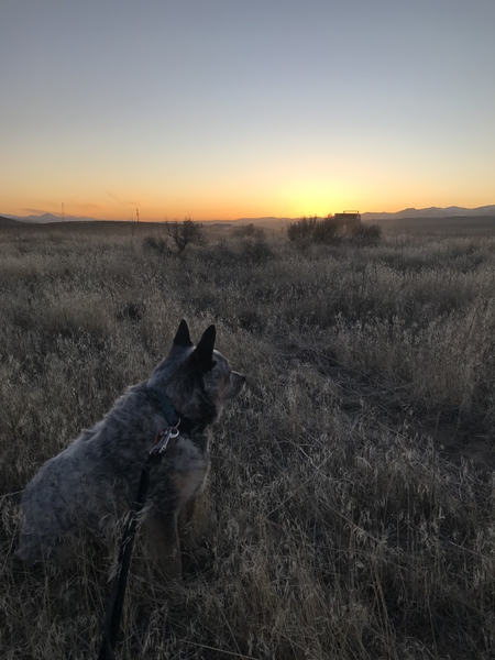 Mini Heeler's Perspective