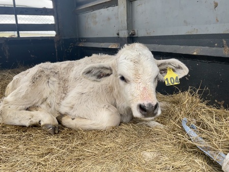 Bucket Calf Adyson 