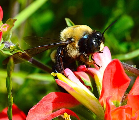 Buzzin' Around