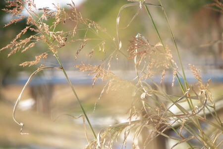 Beginning of Spring
