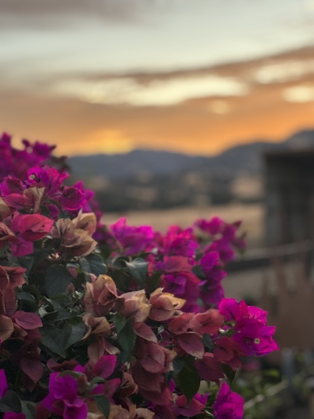 Hour of the paper flower
