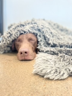 Napping Kodi