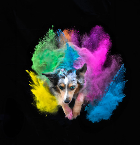 Powder Pup 