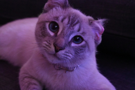 Curious Kitty