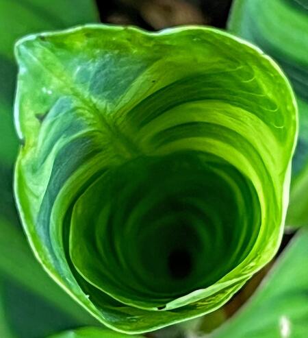 Inner view of a Tender leaf unfolding