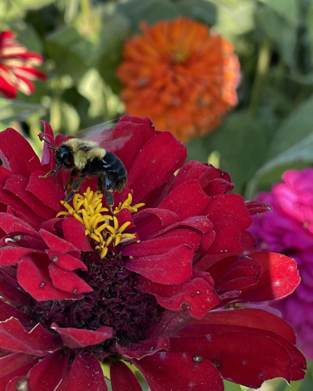Bee takes flight 
