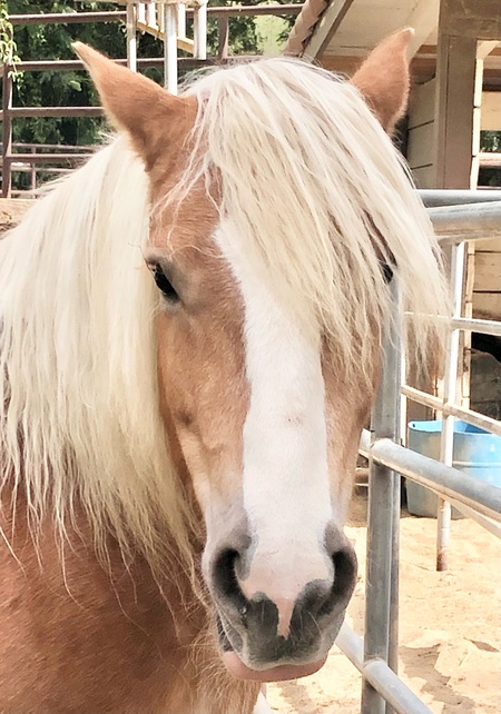Majestic Mare
