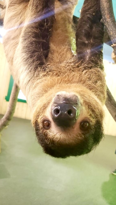 Silly Sloth