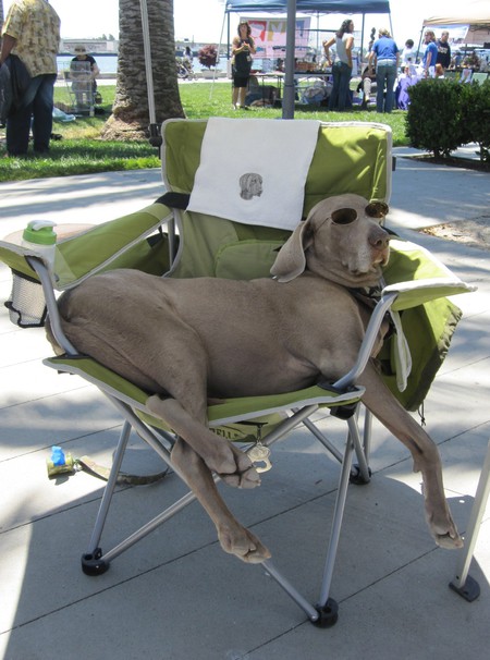 Wags The Weimaraner