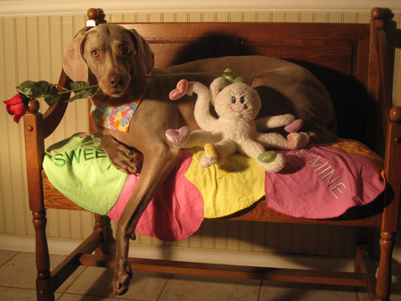 Willow the Weimaraner