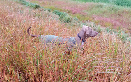 Camo the Cutest