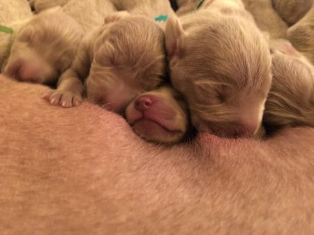 Triple Crown Puppies