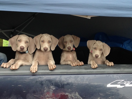 Rockville Weimaraners 2016 Western Litter 