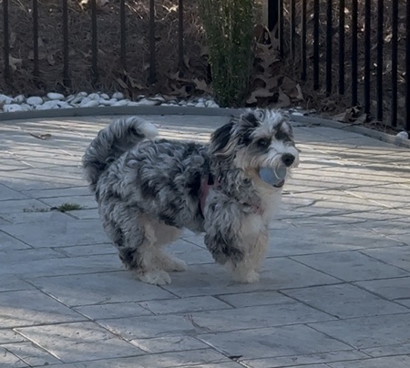 Oakley