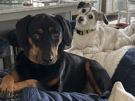 Cooper (black) Pepper (white)