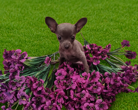 Violet