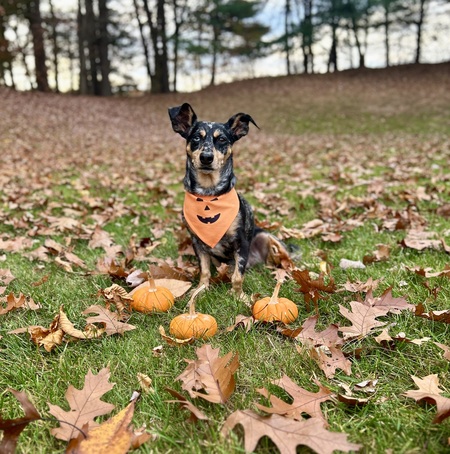 Stella Rae