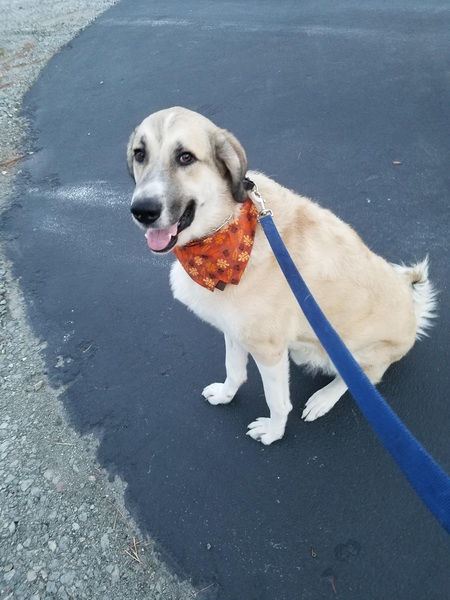 Linus