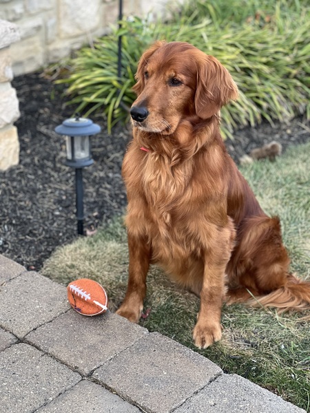 Rex (formerly Rusty)