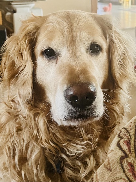 Cooper