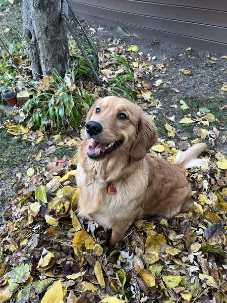 Maggie