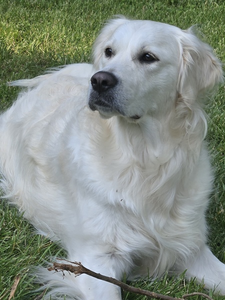 Rosie