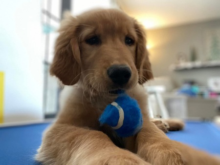 Huxley
