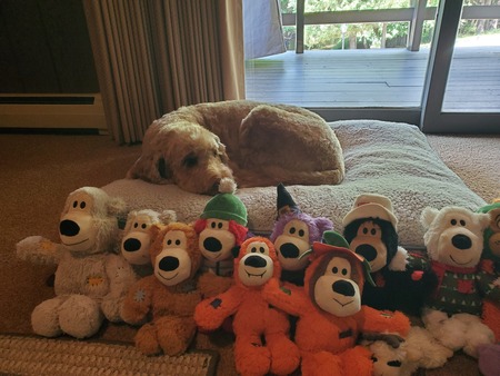 Teddy 