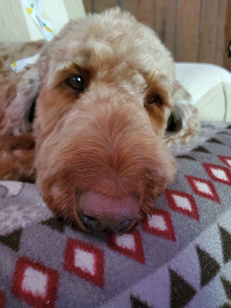 Teddy 