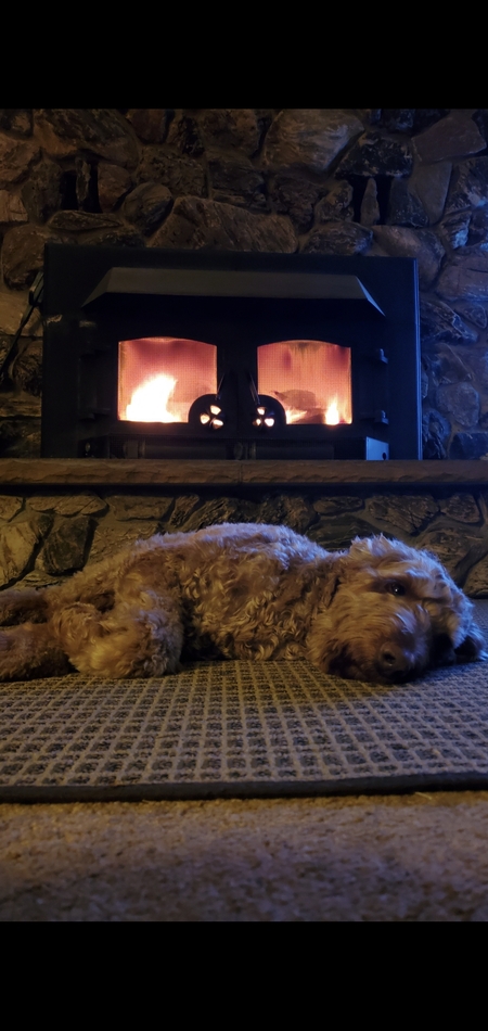 Teddy 