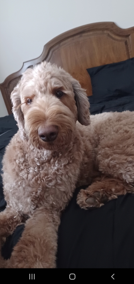 Teddy 