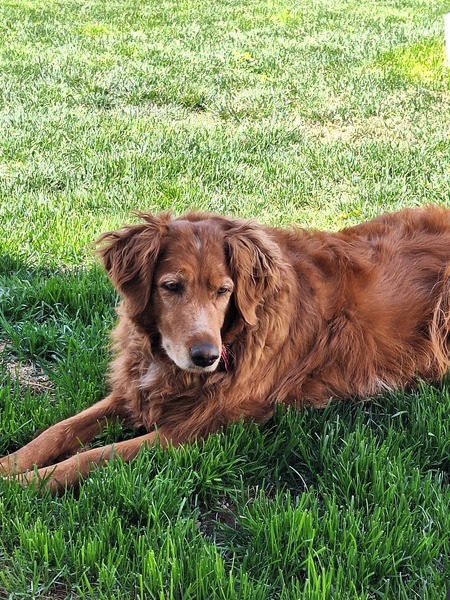 Reba
