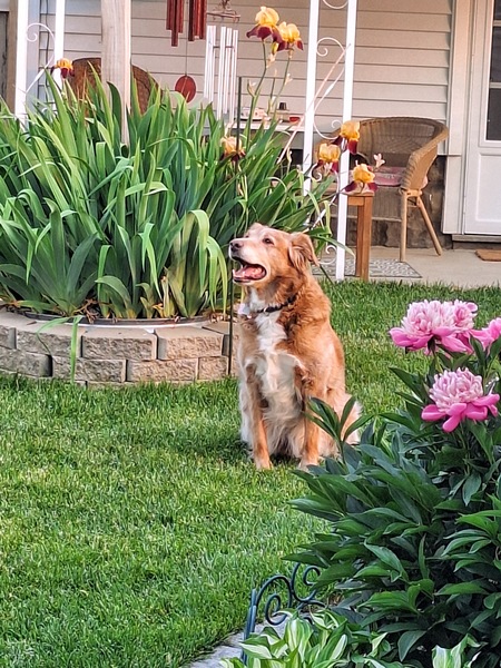 Logan