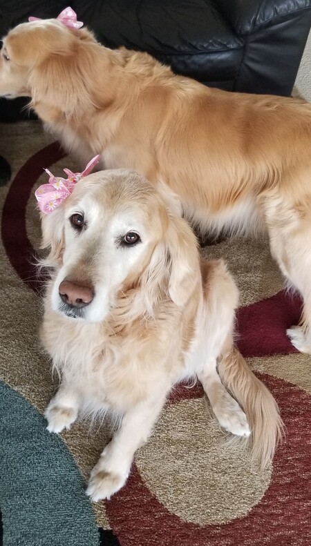 Tia