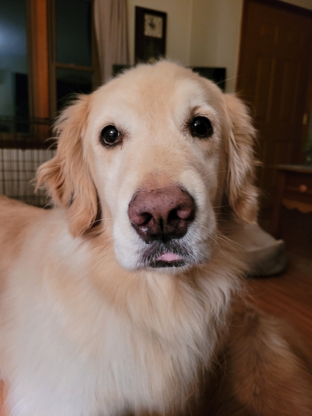 Maizee